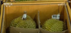 物流升级帮推进口生果商业:东南亚生果 物流升级帮推进口生果商业:东南亚生果